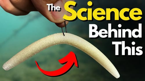 WHY Bass Love the Wacky Rig: Must Know Feeding Behavior