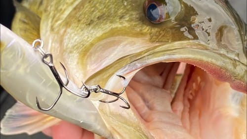 This Study On How Bass React To Fishing Hooks Changes Everything…
