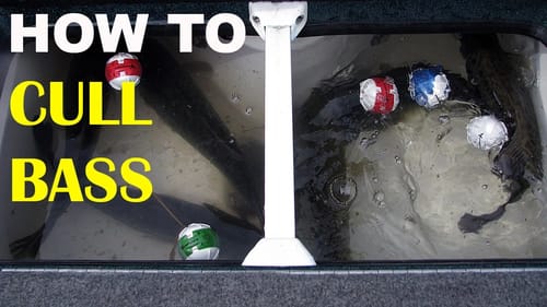 How To Cull Bass Quickly & Safely | Bass Fishing