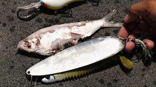Big Lure Trends in Bass Fishing for 2016