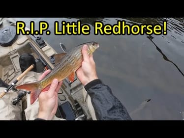 Big Musky Eats Redhorse After Release