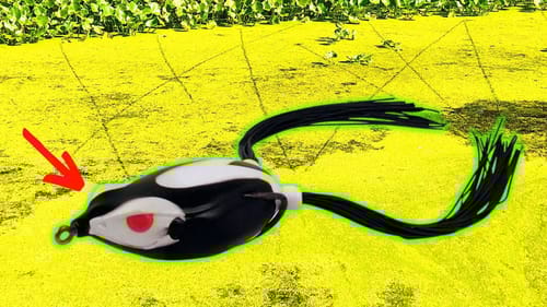 START Getting SLOPPY With Your FROGS