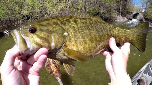 Back On The River Chasing Smallies!