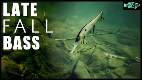 4 Jerkbait Fishing Tips for Late Fall Bass