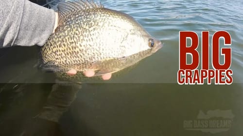 Crappie Fishing with Lyal Held Bass Brawl Outdoors