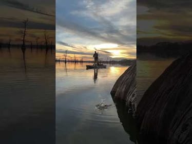Spinnerbait on cypress trees.   Reelfoot lake