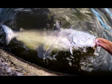 POND fishing for BIG BLUE CATFISH!