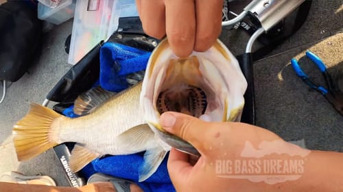 Missed Opportunity and Success on Big Barra Dreams Part 6