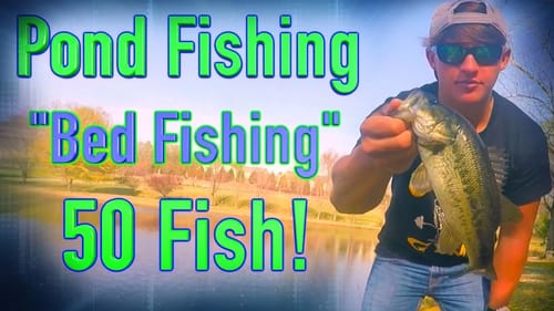 Bed/Sight Fishing Ponds ~ Over 50 Fish !