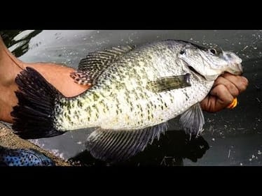 JIG Fishing for BIG CRAPPIE and BIG BASS!