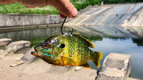 BIG BAIT Fishing for SPILLWAY BEASTS!!!