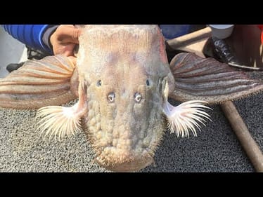 I CAUGHT the STRANGEST FISH I'VE EVER SEEN! (UNBELIEVABLE)
