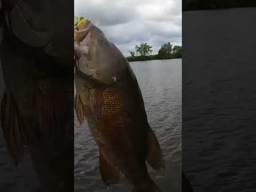 Monster River Smallmouth!