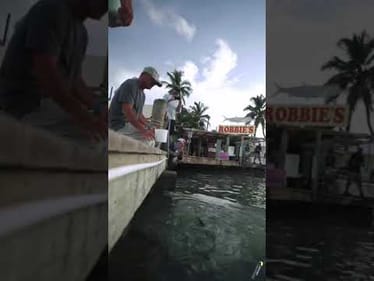 Feeding GIANT 100lb + Fish BY HAND! #shorts