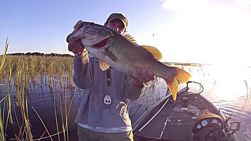 7lbs Reed Shaking Bass