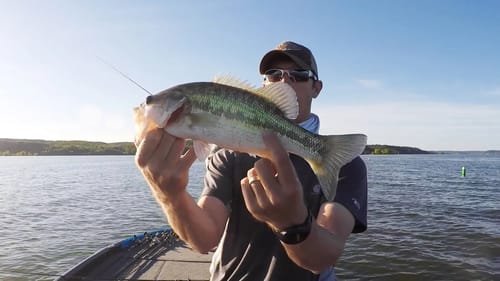 How to tell a Spotted Bass From a Largemouth