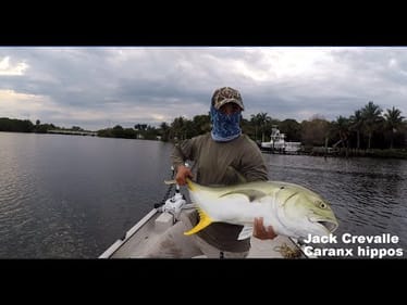 Monster Jack on Topwater