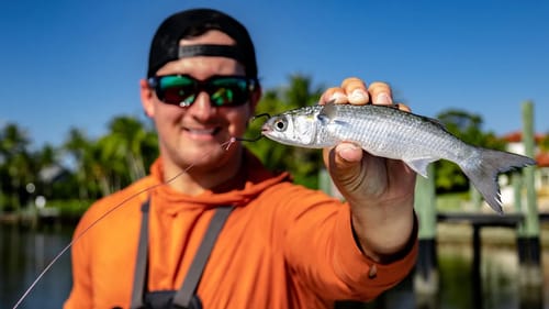 Sight Casting BIG Fish With Live Bait
