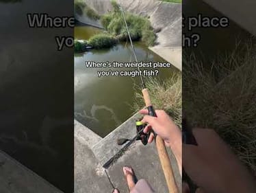 Fishing a roadside ditch is a new one for me, but it worked #fishing