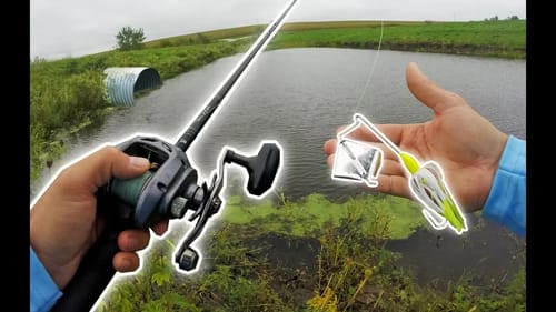 You WONT Believe What Is In This TINY POND!