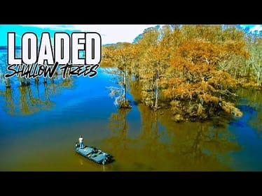 Fishing CYPRESS TREES Loaded With AGGRESSIVE BASS!!! || Chickahominy River Bass Tournament