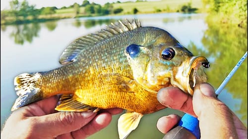 Fishing SIMPLE For HYBRID BLUEGILL! SECRETS To Help You Catch More Bluegill!