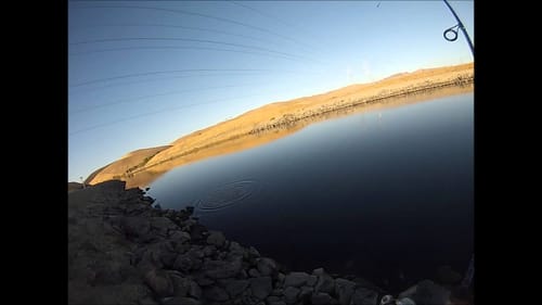 Striper on Top-Water Popper