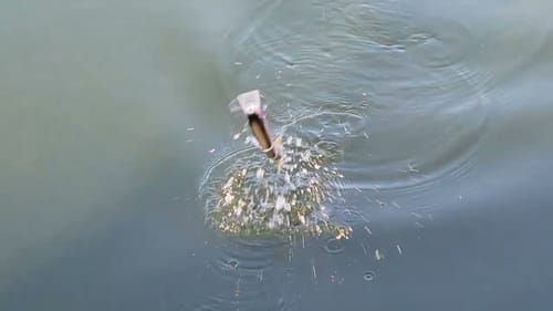Swimbait Review: Illude x Lunker Fighters Slimer XL