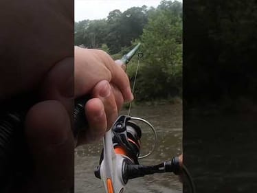 River Pig On!