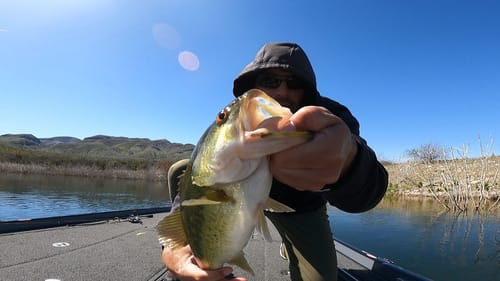 Early SPAWN FISHING At ROOSEVELT Lake, AZ