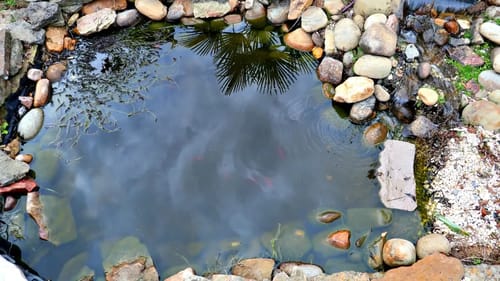 Micro Fishing for a New Pet for the Outdoor Pond!