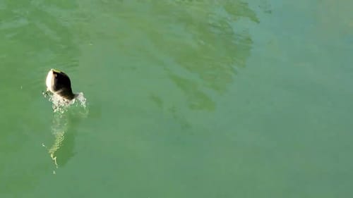 Swimbait Review: Roman Made Mudai