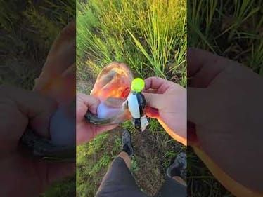 Giant bass from small pocket of shallow water
