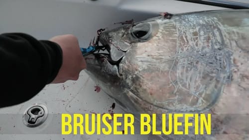 New Personal Best Bluefin - Big Tuna Dreams Part 9