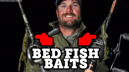 BIG Spawning Female Bass OFF The BED