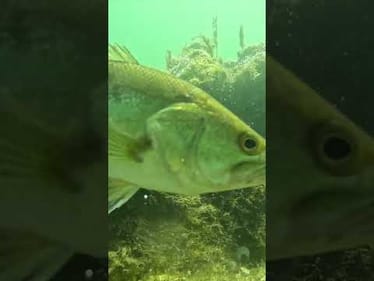 That Bass INHALED That Little Creature! 😎