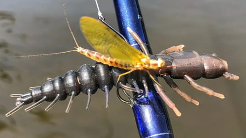 Slammin' Smallies During The Mayfly Hatch
