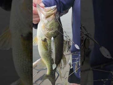 Winter Weapons of Bass Destruction