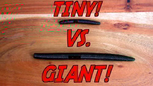 TINY VS. GIANT Senko Bass Fishing Challenge!