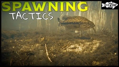 3 Tips to Improve Bed Fishing for Bass