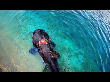 MONSTER ZOMBIE CATFISH in CLEAR WATER!!