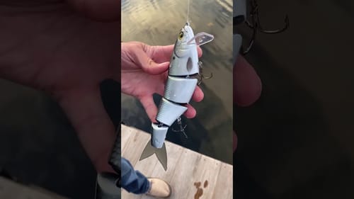 Swimbait Review: Pizz Shadley IV Shallow Diver