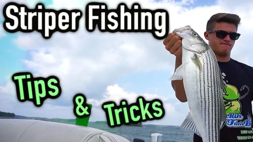 How to catch striper Tips and Tricks ~ Lake Lanier