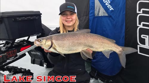 Whitefish CRAZY FIGHT!! (Lake Simcoe 2020)