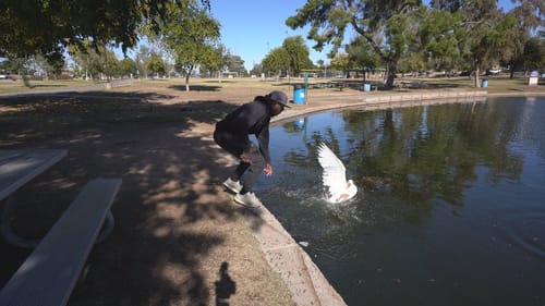 I Saved This Goose's Life!?