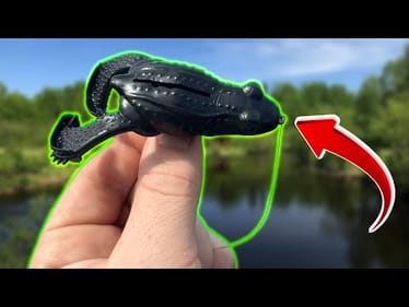 Fish SMASHED This Frog! Fall Topwater Fishing!