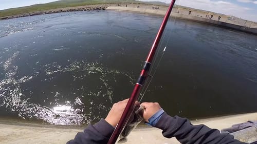 Striper Fishing Check 12 (nonstop action)