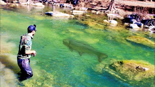 INSANE MONSTER FISH in a CRYSTAL CLEAR CREEK!!!