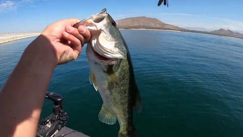 This Technique is Deadly for Summertime Bass!! (Lake Perris)