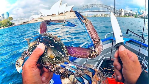 GIANT CITY CRABS Catch And Cook - Living From The Land & Ocean